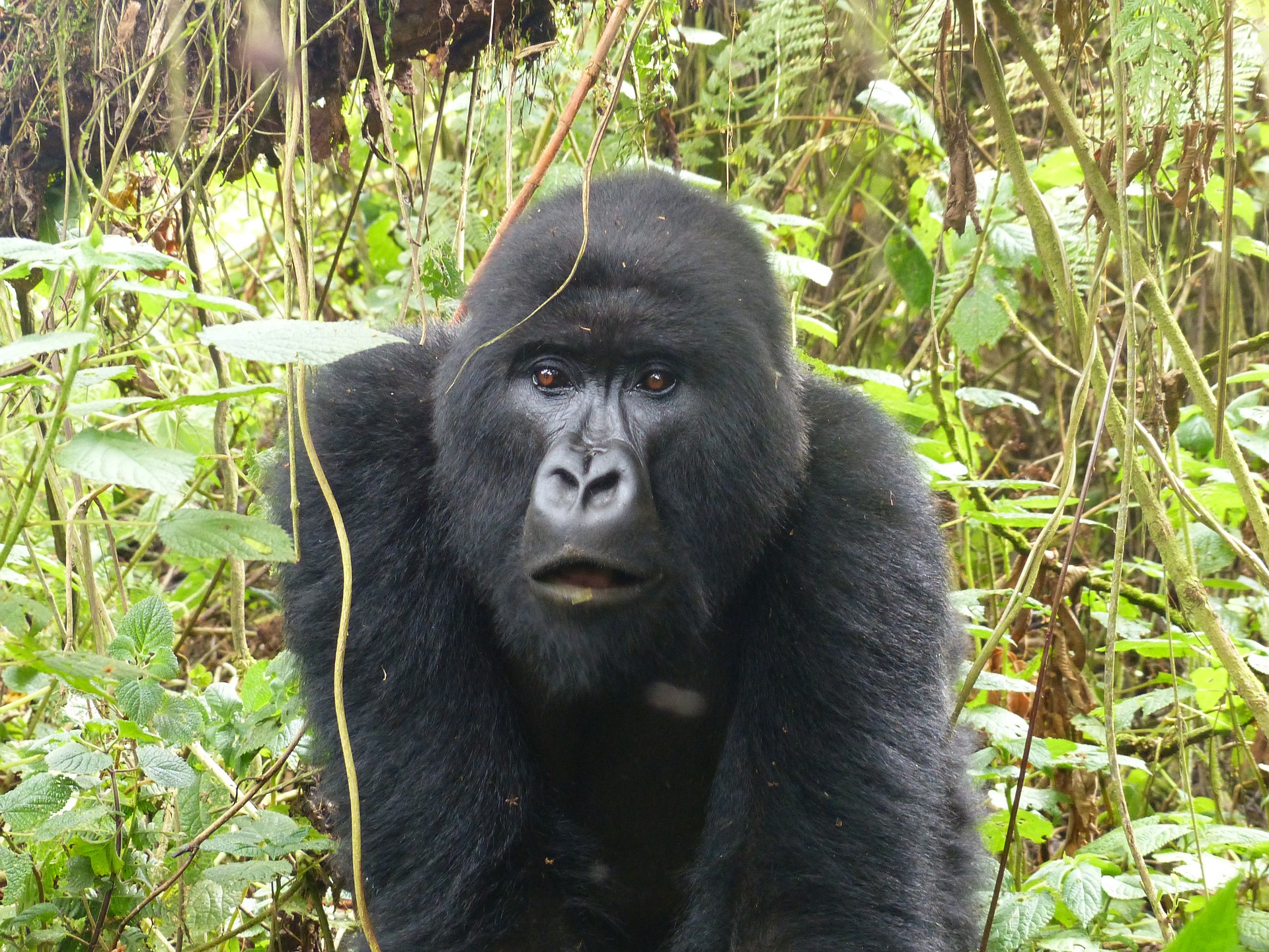 Rwanda