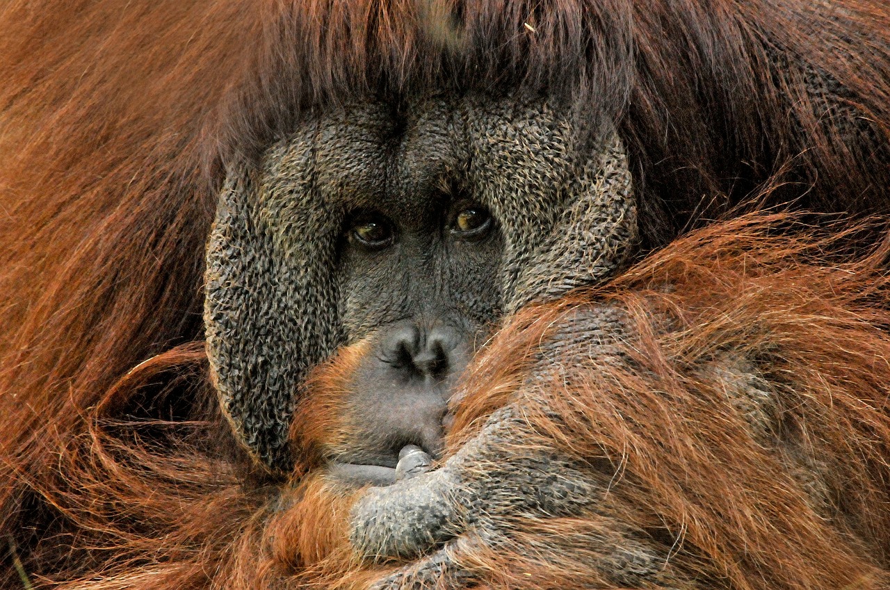 Borneo