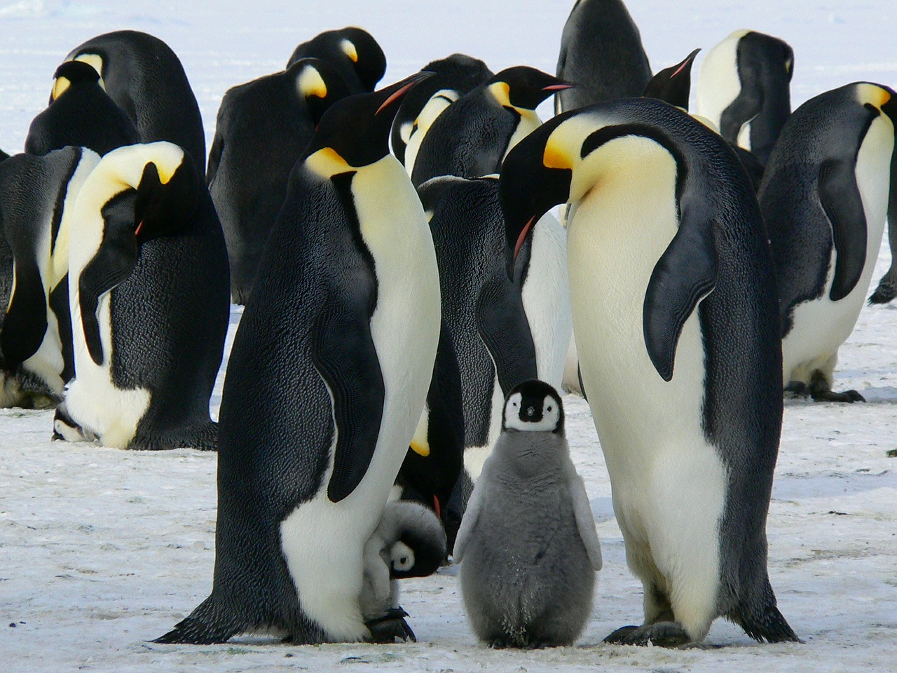 Falkland Islands