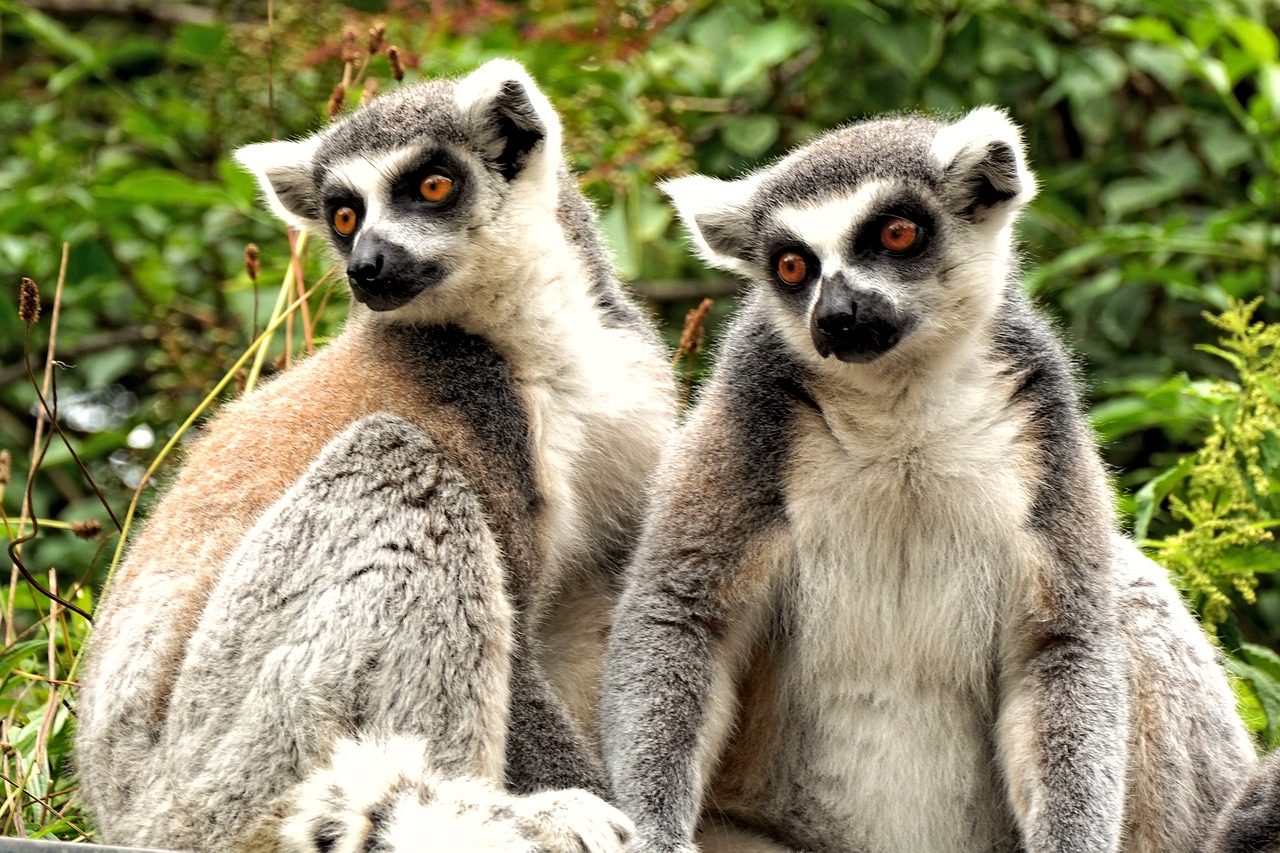 Madagascar