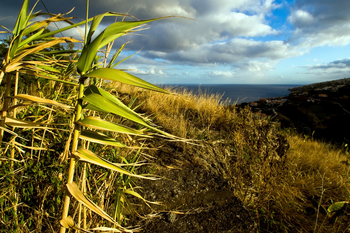 Madeira