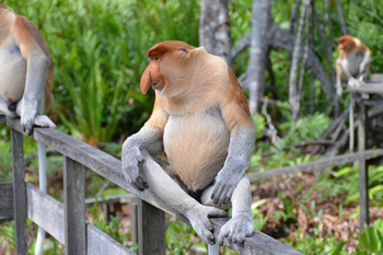 Borneo